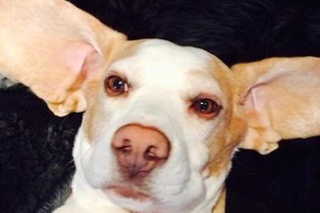 Dolly Busters Hund