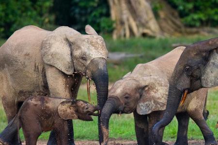 So niedlich die Elefanten im Dzanga-Sangha-Schutzgebiet in der Zentralafrikanischen Republik auch sein mögen, von einer Reis...
