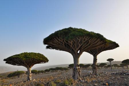 Die Insel Sokotra liegt vor dem Horn von Afrika, gehört aber zum Jemen. Der Drachenbaum ist heute ein Symbol von Sokotra, da...