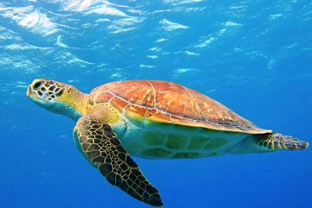 Die Insel ist einer der wichtigsten Orte für die Reproduktion der bedrohten Wasserschildkröte (Caretta Caretta). Mit etwas G...