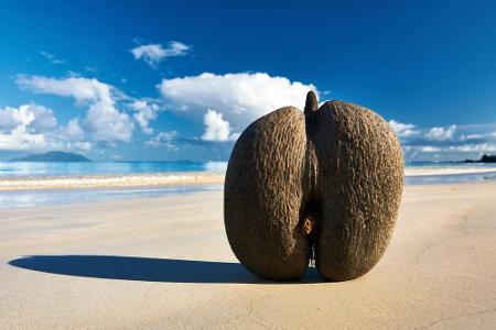Als größte Kokosnuss gilt die Coco de Mer. Als die Inselbewohner der Seychellen sie am Strand fanden, konnten sie sie keiner...