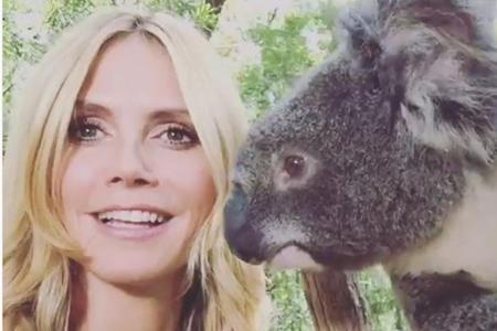 Heidi Klum (44) freute sich über ein gemeinsames Bild mit Koala Harry aus einem Zoo in Sydney.