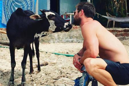 Gib Küsschen: Der australische Schauspieler Chris Hemsworth (34) liebkoste die kalte Schnauze einer hübsch gefleckten Kuh.