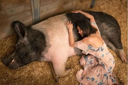 Auch dieses riesige Schwein hat es der Schauspielerin und Tänzerin angetan.