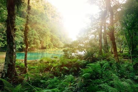 Wer dem Großstadtdschungel entfliehen will, versucht es am besten mit wilder und unberührter Natur. So geht Waldbaden intern...