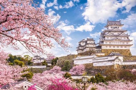 Zarte rosa Wölkchen scheinen beim Hanami-Fest durch ganz Japan zu schweben. Das berühmte Kirschblütenfest wird nicht nur von...