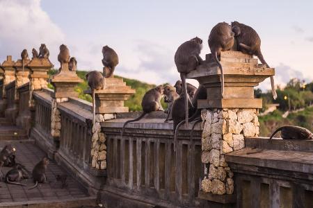 Kein Tempel ohne Affen. Die Tiere sind ständige Bewohner der Hindustätte 