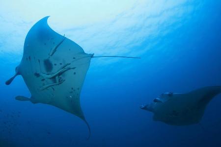 Geheimnisvolle Meeresbewohner: die auch Teufelsrochen genannten Mantas