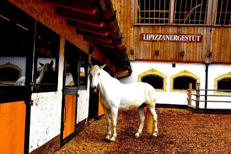 Noble Stallungen: Lipizzanergestüt beim Stanglwirt