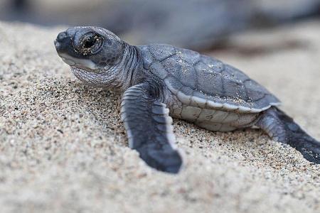 Eine frisch geschlüpfte Baby-Schildkröte auf dem Weg zum Meer