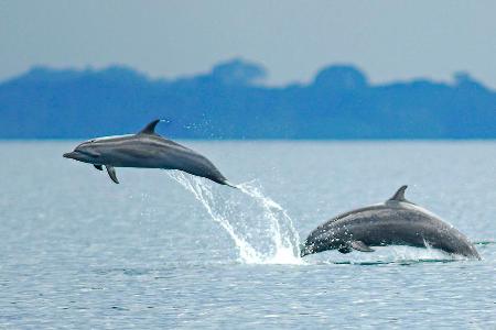 Tanz der Delfine in der Drake Bay