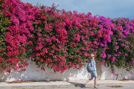 Während in Deutschland die Bäume immer karger werden, sprießen an der Algarve noch die Blumen. So eine bunte Blumenwand wie ...
