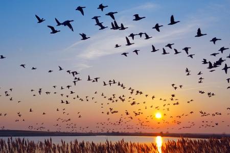 Nicht nur die Pflanzen-, auch die Tierwelt ist vielseitig. Egal, ob die Würmer im Watt, oder die Vögel am Himmel, wie hier i...