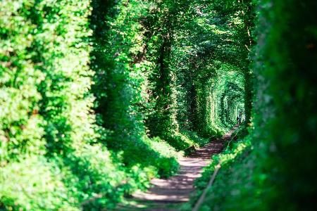 Paare, die unter dem grünen Blätterdach wandeln, sollen einen Wunsch frei haben