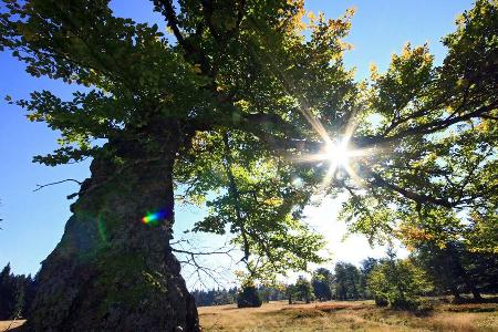 Der Bayerische Wald ist das größte Waldgebiet Mitteleuropas