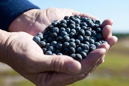 Frisch geerntet: Wild Blueberrys