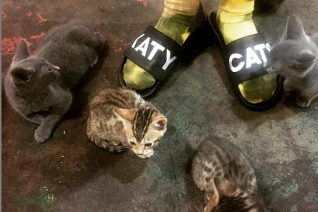Welcher Promi ist denn so verrückt nach Katzen? Ganze vier Stück scharwenzeln um die Füße dieser Dame. Einen Hinweis geben i...