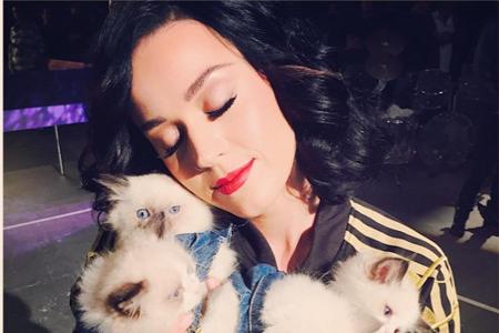Die Katzen-Lady ist niemand Geringeres als Katy Perry (30). Ihre Liebe zu den flauschigen Vierbeinern ist so groß, dass eine...