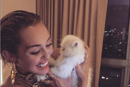 Selbst Skandalnudel Miley Cyrus (22) wird beim Anblick ihrer Katze Shanti ganz lieb. Die Sängerin ist so vernarrt in das fla...