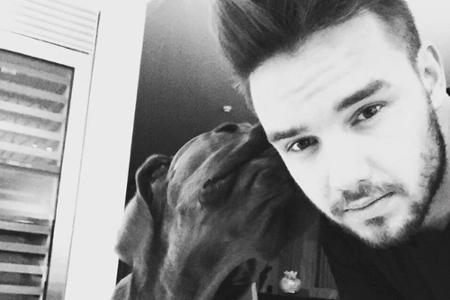 Die Auszeit von One Direction lässt viele Fans traurig zurück. Aber Liam Paynes Bulldogge freut sich darüber sicher umso meh...