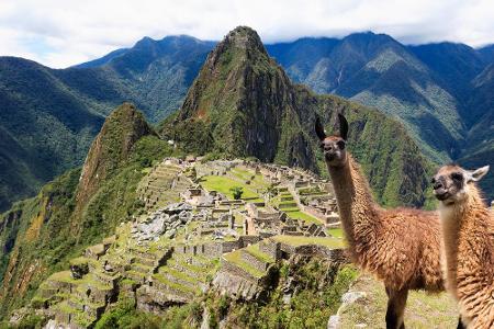 Den Ausblick auf die Festung Machu Picchu in Peru muss man sich nicht selten mit diesen Zeitgenossen teilen: Lamas sind in d...