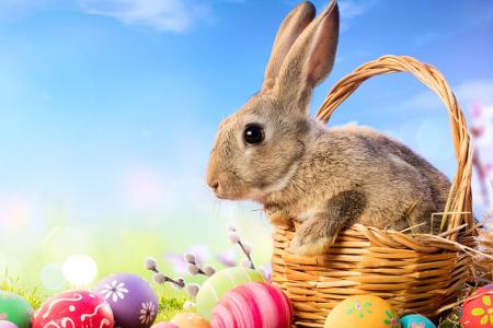 Bald ist wieder Ostern: Vom richtigen Festmahl bis hin zum perfekt gekochten Ei helfen diese Anwendungen dabei, sich auf die...