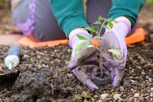 Garten: Das sollte man im März tun