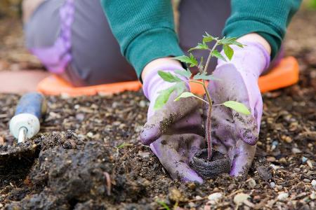 Wer seinen Garten schon im März pflegt, hat das restliche Jahr mehr von ihm.