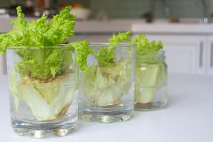 Regrow: Pflanzen einfach nachzüchten