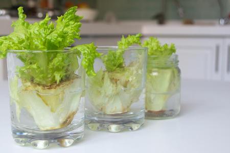 Aus alt mach neu: Steckt der Salatstumpf in Wasser, wachsen junge Blätter nach. Aus alt mach neu: Steckt der Salatstumpf in Wasser, wachsen junge Blätter nach.