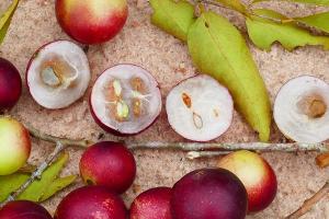 Kleine Beere, große Wirkung: Das Geheimnis der Superfruit Camu-Camu