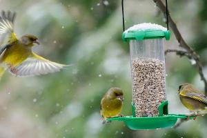 Futterspender statt Vogelhaus: Tipps zum Füttern von Vögeln