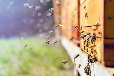 Bienen als Freizeitbeschäftigung wird in Verbindung zum Umweltschutz immer interessanter für viele Deutsche.