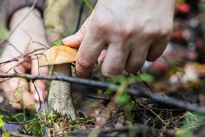 Zeit zum Sammeln: Alles Wissenswerte rund um die Pilzsaison