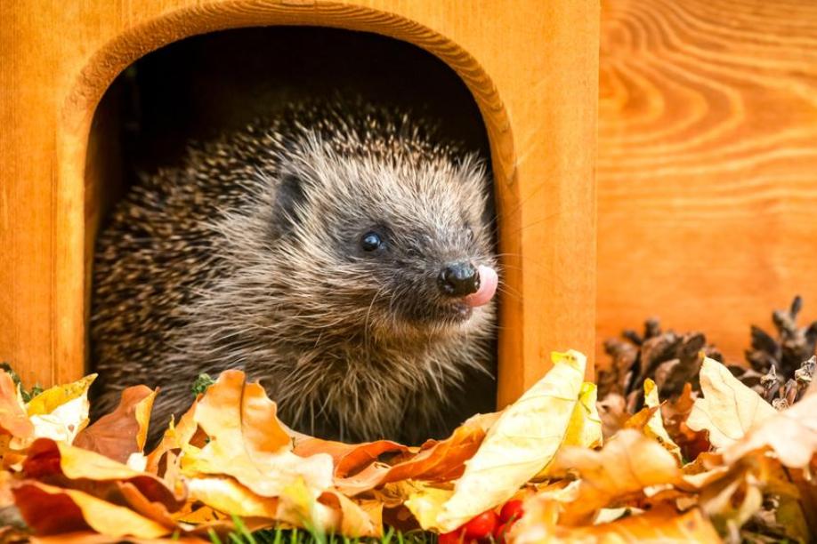 Hilfe für Igel So wird der Garten zum Unterschlupf