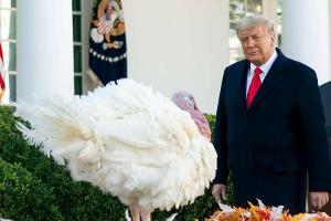Donald Trump begnadigt seinen letzten Truthahn