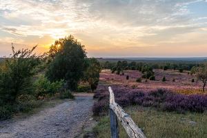 Lüneburger Heide: Das Naturwunder im Norden Deutschlands verzaubert
