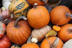Buntes Herbstgemüse: Die beliebtesten Kürbissorten im Überblick