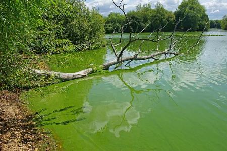 Trübes Wasser ist ein Anzeichen für Blaualgen.