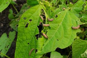Garten schützen: Diese Parasiten richten im Sommer großen Schaden an