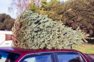 Ein Weihnachtsbaum muss nicht schlecht für die Umwelt sein