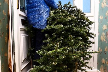 Weihnachtsbäume finden Wiederverwendung im Garten und in der Küche. Weihnachtsbäume finden Wiederverwendung im Garten und in der Küche.