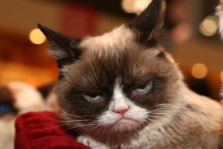 Grumpy Cat starb im Alter von sieben Jahren