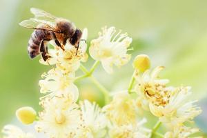 Bienen retten und Arten bestimmen: Mit Apps die Natur erkunden