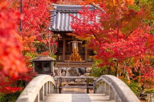 Herbstzeit: Die Japaner sehen rot und feiern "Momijigari"