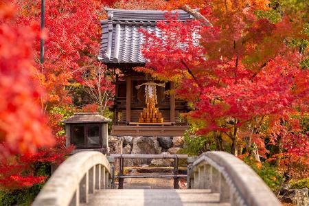 Wenn der Herbst das Land in Rottöne taucht, begehen die Japaner Momijigari
