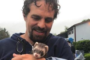 Mark Ruffalo macht auch mit Frettchen eine gute Figur