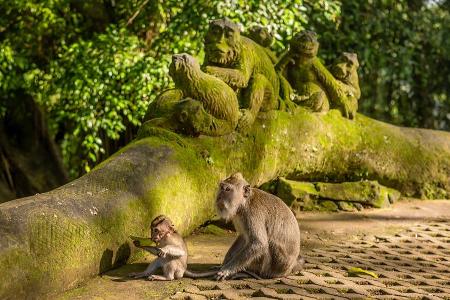 Affen aus Fleisch und Blut aber auch aus Stein bewachen die heiligen Tempel im Urwald von Ubud