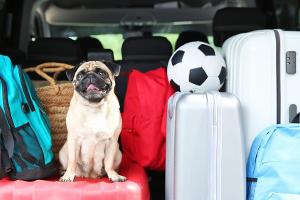 Bello on Board: Entspannt mit dem Hund in den Urlaub