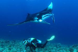 Mirihi Island: Rendezvous mit Mantas